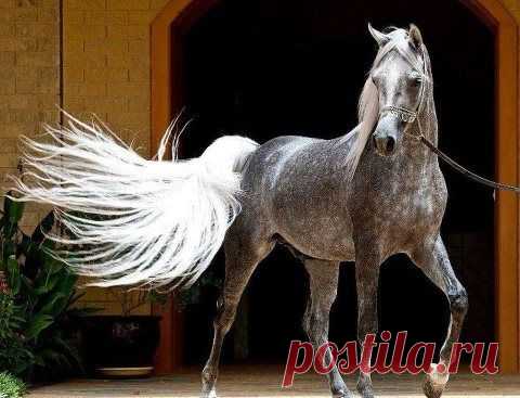 Dapple gray horse   |   Pinterest • Всемирный каталог идей