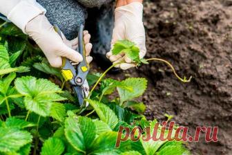 Способы и сроки обрезки усов у клубники Усы клубники часто используются для размножения, потому что на конце каждого есть готовая к укоренению розетка. Если размножать растение не нужно, то советуют обрезать усы у клубники. Эти длинные отро...