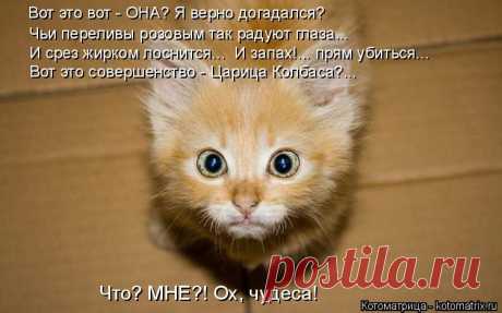 Котоматрица: Случайные котоматрицы