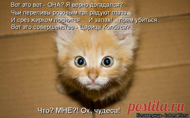 Котоматрица: Случайные котоматрицы