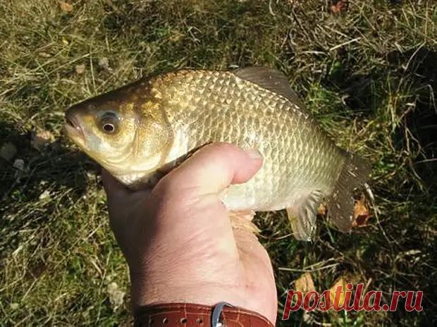 Как наловить карасей поздней осенью - Охота и рыбалка - медиаплатформа МирТесен