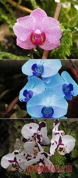 Фаленопсис - Phalaenopsis, уход, полив, размножение, проблемы, особенности, почва, личный опыт ухода за растением Фаленопсис - Phalaenopsis | happyflora.ru
