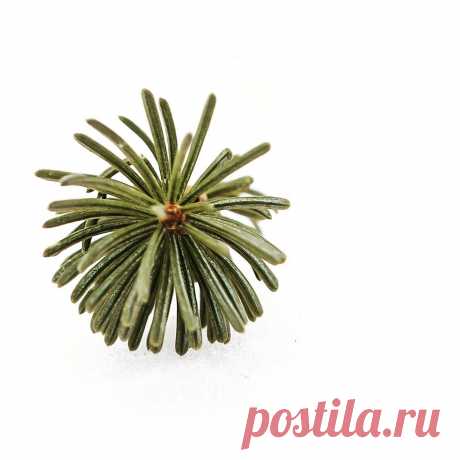 deMarcel Photography в Instagram: «Snow Art #snow #evergreen #needles #macro #macrophotography #macro_captures #macrophoto #macroandflora #art #winter #nature…» 88 отметок «Нравится», 3 комментариев — deMarcel Photography (@demarcel_photos) в Instagram: «Snow Art #snow #evergreen #needles #macro #macrophotography #macro_captures #macrophoto…»