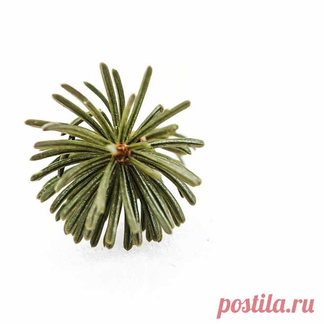 deMarcel Photography в Instagram: «Snow Art #snow #evergreen #needles #macro #macrophotography #macro_captures #macrophoto #macroandflora #art #winter #nature…» 88 отметок «Нравится», 3 комментариев — deMarcel Photography (@demarcel_photos) в Instagram: «Snow Art #snow #evergreen #needles #macro #macrophotography #macro_captures #macrophoto…»