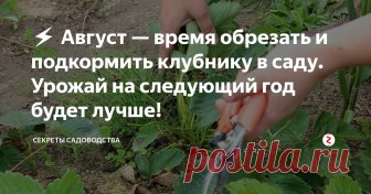 ⚡ Август — время обрезать и подкормить клубнику в саду. Урожай на следующий год будет лучше! Не упускайте из внимания август. От ухода за клубникой в последний месяц лета во многом зависит, сколько клубники вы соберёте на следующий год.