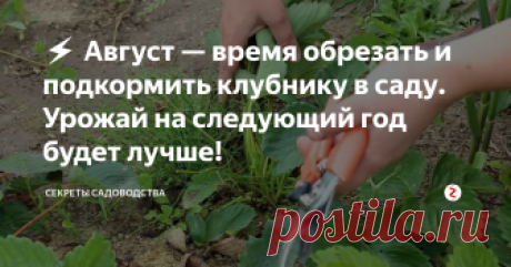 ⚡ Август — время обрезать и подкормить клубнику в саду. Урожай на следующий год будет лучше! Не упускайте из внимания август. От ухода за клубникой в последний месяц лета во многом зависит, сколько клубники вы соберёте на следующий год.