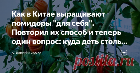 Как в Китае выращивают помидоры "для себя". Повторил их способ и теперь один вопрос: куда деть столько урожая Долгое время в Китае помидоры не признавали вообще, и считали, что этот фрукт (кстати, у них это фрукт, а не овощ) снижает мужскую силу. Война за насаждение помидороводства в массах проходила в Китае похлеще, чем у нас с картошкой. В общем раз "власть сказала надо, значит надо. Так что постепенно распробовали и привыкли. Правда едят только в свежем виде - никаких к...
