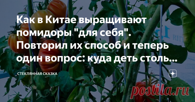 Как в Китае выращивают помидоры 