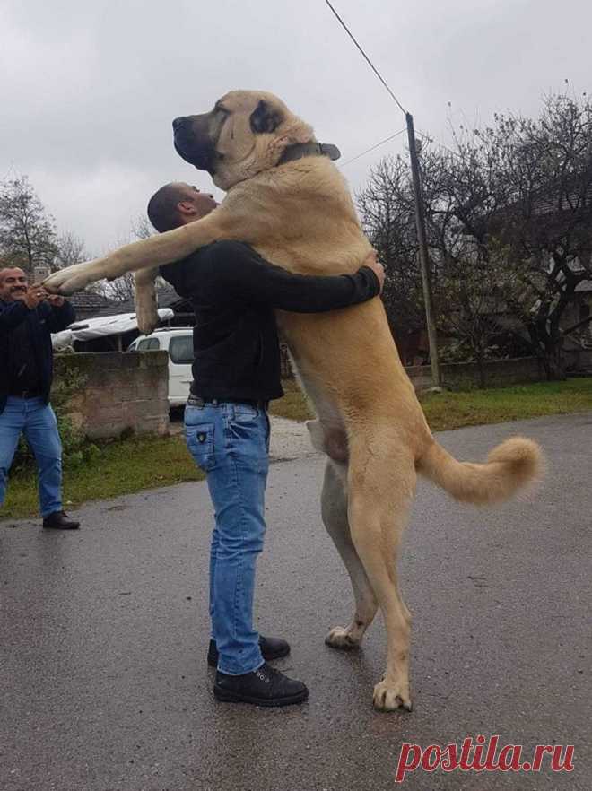 19 питомцев, которые без ума от своих хозяев и не в силах это скрывать