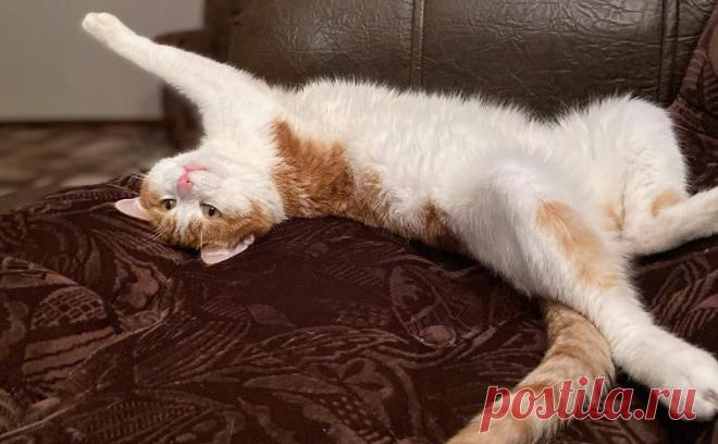 Выброшенного из поезда в Кирове кота нашли мертвым. Кота Твикса, которого проводник поезда Екатеринбург — Санкт-Петербург выбросила из окна, нашли мертвым в снегу недалеко от железной дороги.