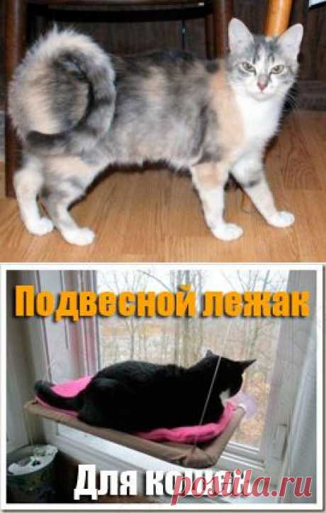 Кольцехвостая кошка (рингтейл) - описание породы, фото, видео, статьи