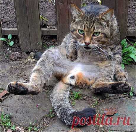 Ну чё зенки то выпучил,проходи,не мешай мартовать=))))))