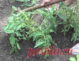 (+1) Нужно ли окучивать помидоры после высадки в грунт? Когда и как правильно это делать?