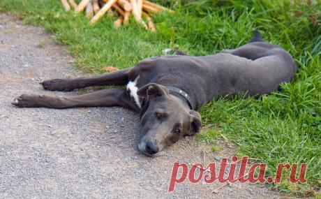 Чёрный пёс. ---Dog Free Stock Photo HD - Public Domain Pictures