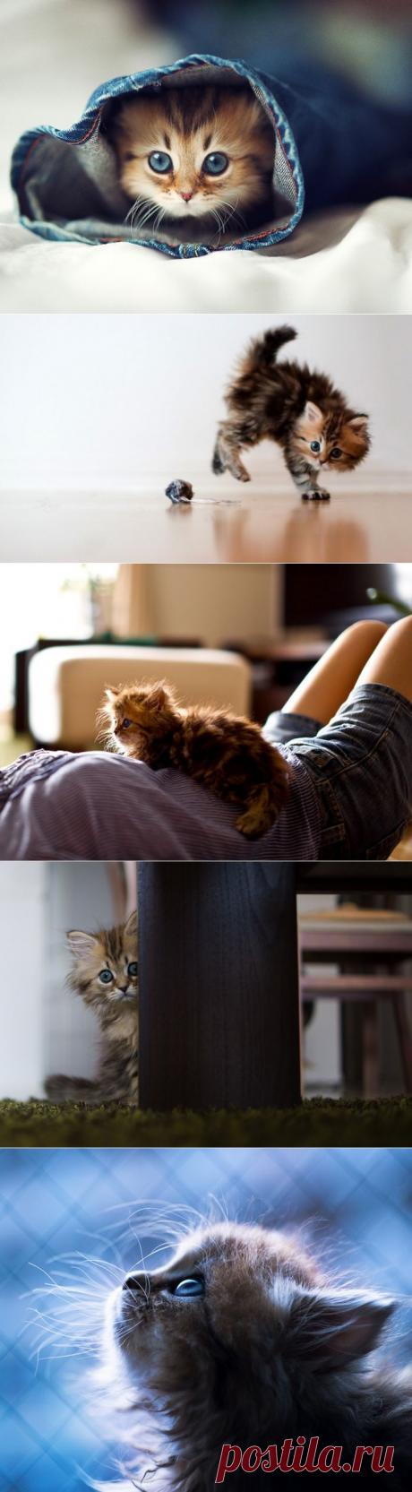 Маленькое голубое чудо — самый милый котишка в мире