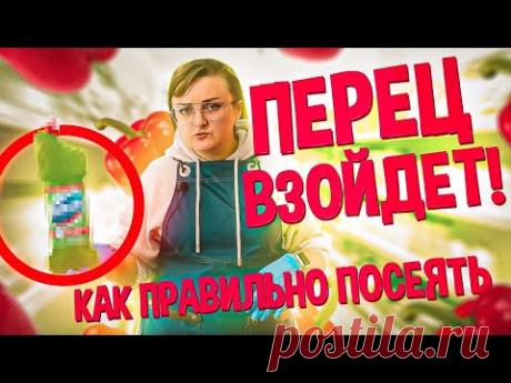 КОГДА СЕЯТЬ ПЕРЕЦ НА РАССАДУ? ПОДСКАЗКА