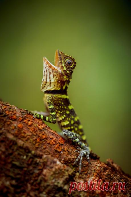 mxtraculous • id-rather-be-free: Bornean dragon Photo by Petr...