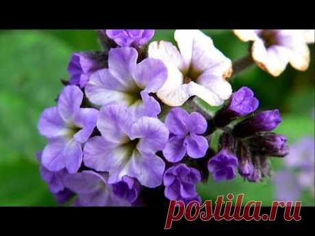 (2) Цветы на балкон - Самые красивые виды - YouTube