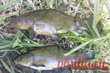 Линь Секреты ловли | НА РЫБАЛКУ !!!!