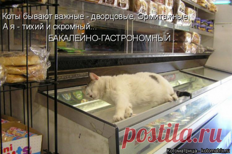 Котоматрица: Главная