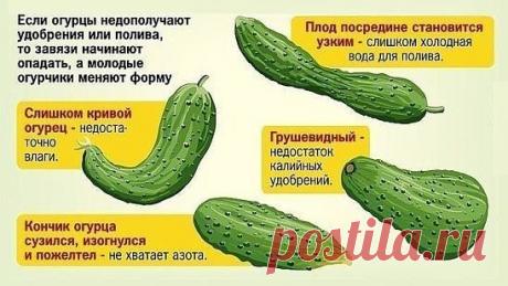 Как определить, чего не хватает огурцам?