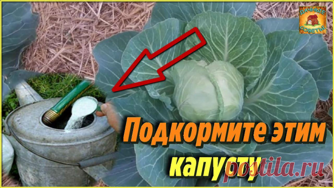Вот что нужно сделать, чтобы капуста быстрее росла и формировала кочаны Дачные хитрости и полезные советы