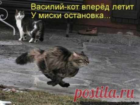 Новая и прикольная котоматрица (29 фото) Представляем вам очередную порцию замечательных фотографий с кошками и прикольными стишками и подписями!В этой коллекции: про кошек-математиков, охоту на мышей, кошачьи голосования, очаровательную аль…