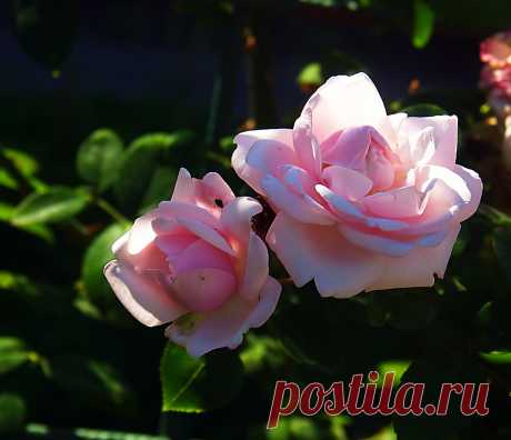 РОЗАРИЙ ботанического сада.Питер - 60 фото. Фотографии Ирина *************.
