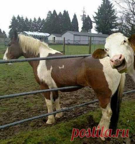 прикол