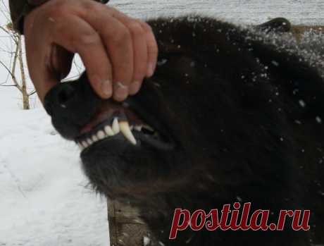 Зубочки молодого волкодава.