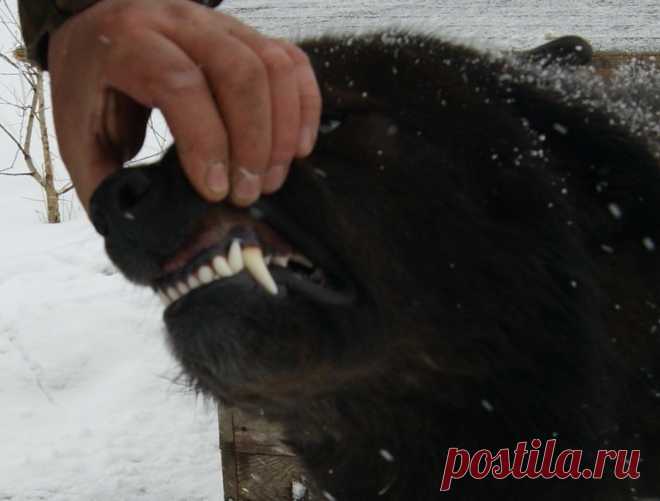 Зубочки молодого волкодава.