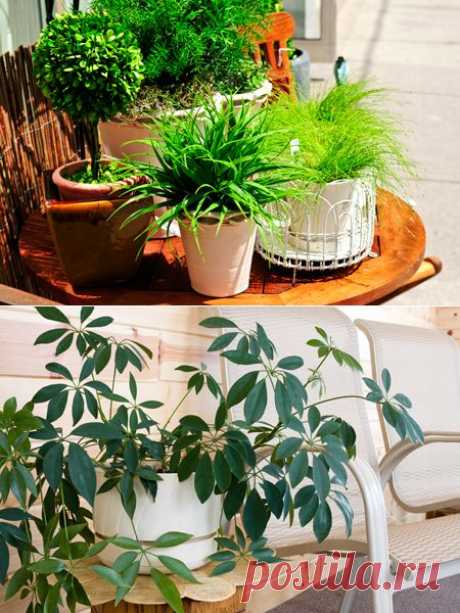 Комнатные растения: какие и где? Правила фитодизайна. Комнатное цветоводство