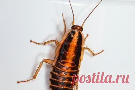 Под Москвой врачи достали из уха женщины живого таракана. Врачи Видновской больницы достали из уха женщины живого таракана, сообщает Минздрав Подмосковья. 40-летняя местная жительница обратилась в медучреждение с жалобами на шумы и ощущение шевеления в левом ухе. При осмотре врачи обнаружили у пациентки в наружном слуховом проходе насекомое.