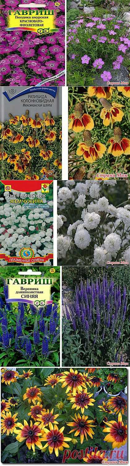 Цветущие многолетники