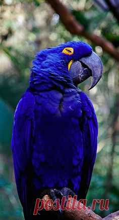 (2994) Pinterest