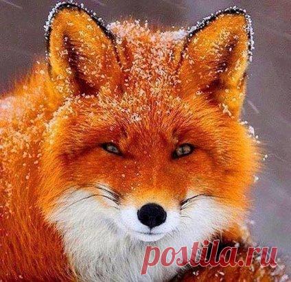 ...Красота - страшная сила... Особенно в сочетании с хитрой мордой...)))