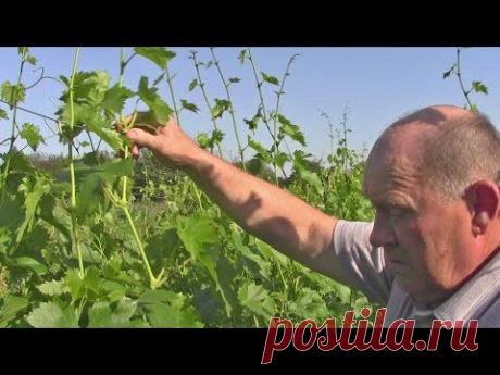 Выращивание саженцев винограда. Главный секрет