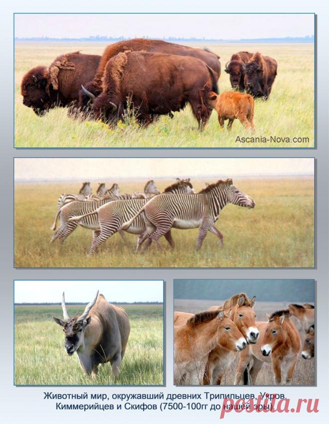 Др наук Сан Чад * История Античной Украины – 92 фотографии