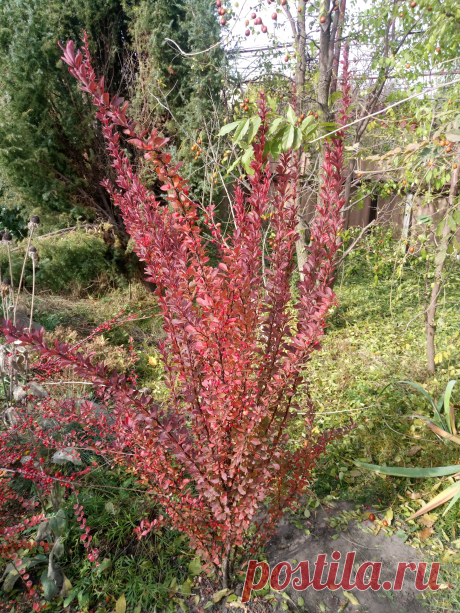 Барбарис Тунберга «Ред Пилар», «Красный столб» (Berberis thunbergii «Red Pillar») осенью