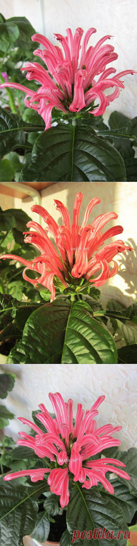 Якобиния мясо-красная (Jacobinia carnea) / Юстиция