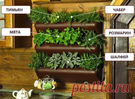 Мастер класс. Фитостена своими руками