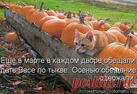 Четыре сыночка (котоматрица)