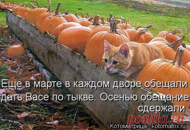 Четыре сыночка (котоматрица)