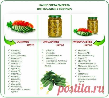 ПОКУПАЕМ СЕМЕНА ОГУРЦОВ.
Еще до наступления дачного сезона огородники задумываются над покупкой семян и уже присматривают для себя возможные варианты. Вот тут главное не ошибиться, ведь производители очень "вкусно" описывают на упаковках свою продукцию.
От огромного выбора производителей и сортов огурцов даже опытный огородник может растеряться. Как же выбрать самый лучший посевной материал, который порадует хорошим урожаем?
Общие рекомендации по выбору семян
Качество полу...