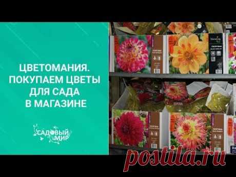 Цветомания. Покупаем цветы для сада в магазине