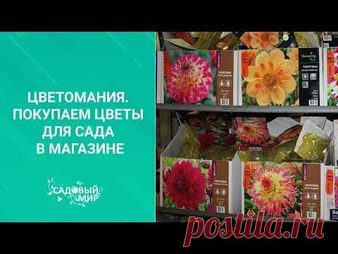 Цветомания. Покупаем цветы для сада в магазине