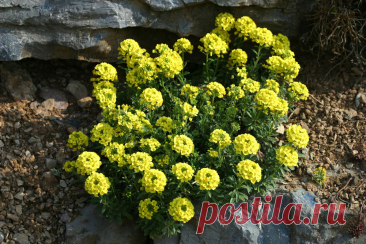 Низкорослые многолетники, которые безупречно красивы и одновременно неприхотливы в уходе | Anastalice: Волшебство и психология в одном мире | Дзен