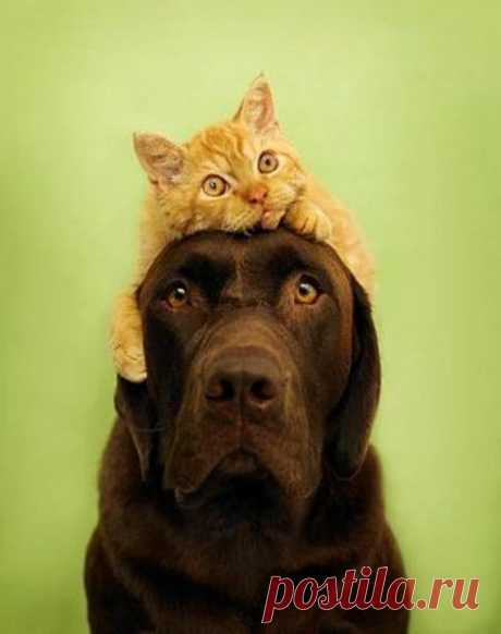 (+1) тема - Животные тоже умеют дружить! | Четвероногий юмор