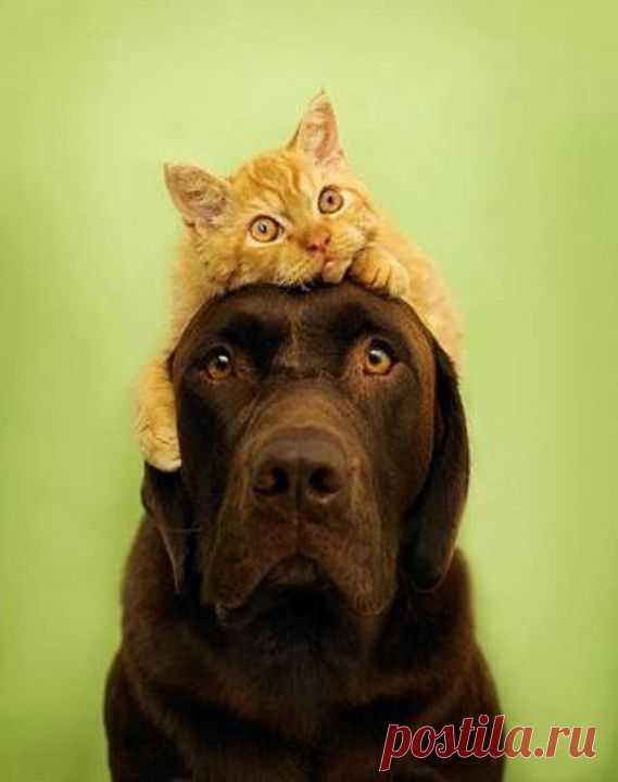 (+1) тема - Животные тоже умеют дружить! | Четвероногий юмор