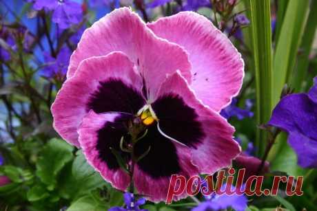 Особенности выращивания трехцветной фиалки или Анютины глазки на вашей даче - Свое хозяйство * - Сборник - Познавательный Интернет-журнал "Умеха - мир самоделок"